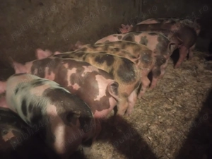 Vând purcei rasă petrain  - imagine 4