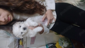 Vând bichon  - imagine 2