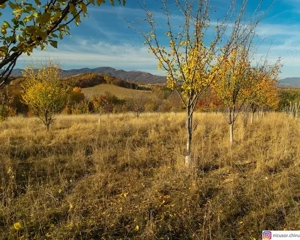 vand teren platoul TEISANI granita cu Slanic Prahova, 2 parcele 1000mp - imagine 4