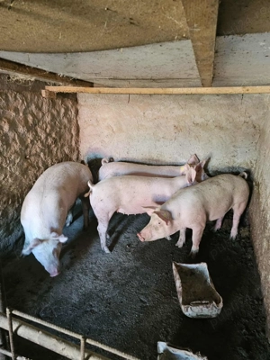 Porci de vanzare bio 