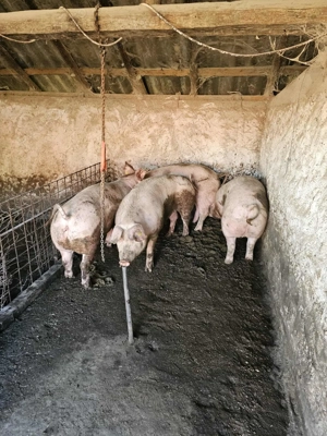 Porci de vanzare Bio (pentru sacrificat ) - imagine 2