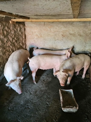 Porci de vanzare Bio (pentru sacrificat ) - imagine 4