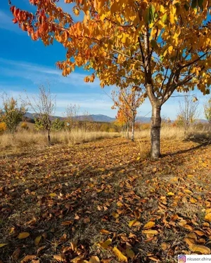 vand teren platoul TEISANI granita cu Slanic Prahova, 2 parcele 1000mp - imagine 7