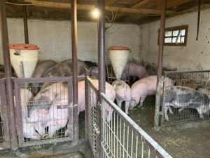 Porci 100 - 140 kg pentru Craciun - imagine 2