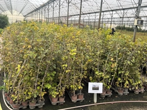 Plante de alun la ghiveci