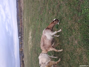 capra buna  - imagine 2