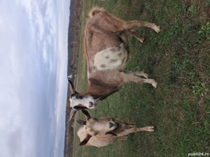 capra buna  - imagine 3