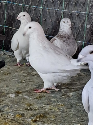 Vând porumbei de rasă 