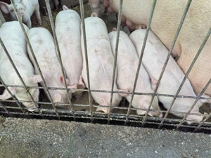 Purcei 8 săptămâni. 