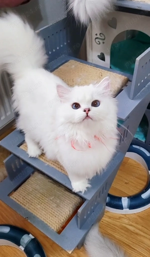 British longhair fetita alba cu ochii albastri pedigree  - imagine 3