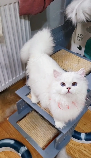 British longhair fetita alba cu ochii albastri pedigree  - imagine 4