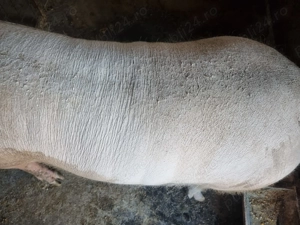 Vând porc rasa marele alb - imagine 5