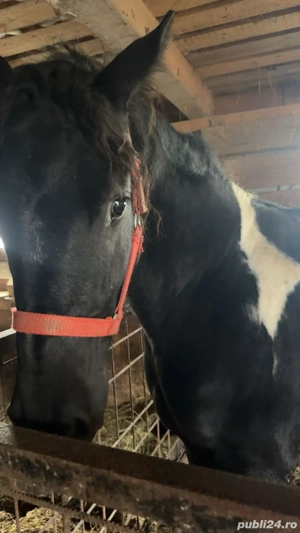 vand manza pinto - imagine 2