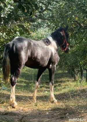 vand manza pinto - imagine 4