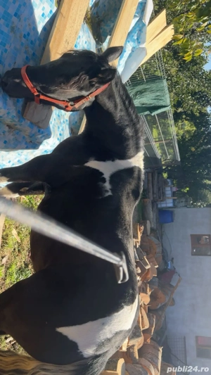 vand manza pinto - imagine 5