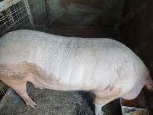 Vând porc rasa marele alb
