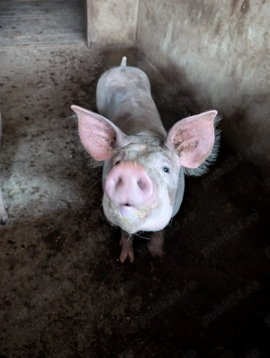 Porci de vânzare 