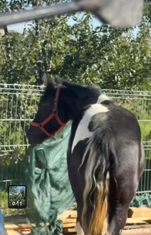 vand manza pinto - imagine 3