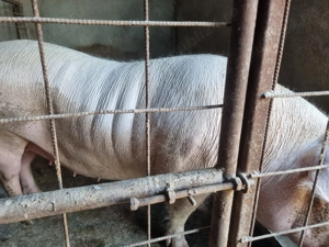 Vând porc rasa marele alb - imagine 2