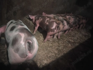 Vând purcei rasă petrain  - imagine 5