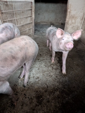 Porci de vânzare  - imagine 2
