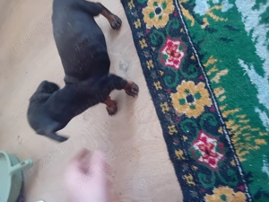 Vand catei tekel de 2 luni