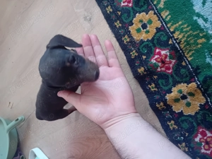 Vand catelusi tekel frumosi  - imagine 4