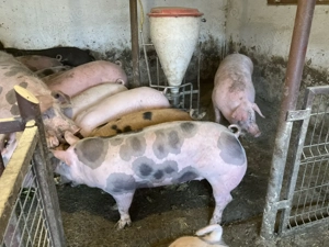 Porci pentru Craciun 