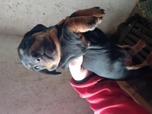 Vand catelusi tekel frumosi  - imagine 2