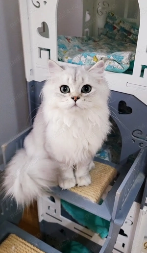 British longhair baiat silver cu pedigree  - imagine 3