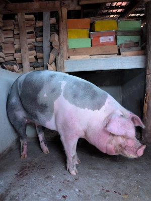 Porci de vânzare  - imagine 3