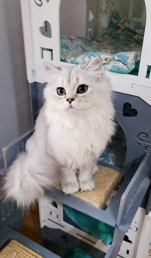 British longhair baiat silver cu pedigree  - imagine 4