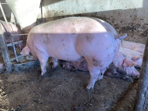 Porci 100 - 140 kg pentru Craciun