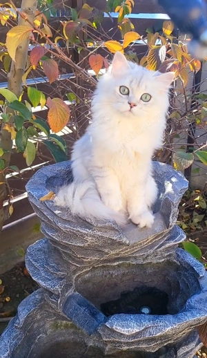 British longhair baiat silver cu pedigree  - imagine 2