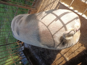 Vând porc de tăiat 