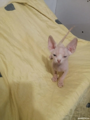 fetiță sfinx - imagine 3