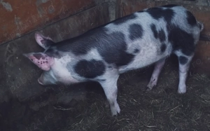 Scrofiță reproducere - imagine 2