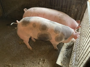 Porci 100 - 140 kg pentru Craciun - imagine 3