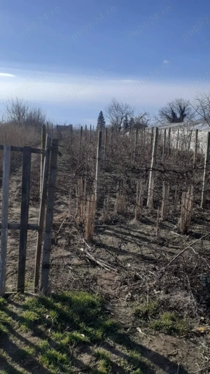 Teren - strada principala 2120 Liesti - imagine 4