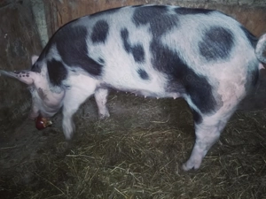 Scrofiță reproducere - imagine 3