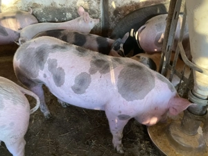 Porci pentru Craciun citiți anuntul - imagine 7