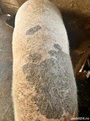 Purcea de vanzare - imagine 3