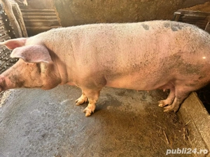 Purcea de vanzare - imagine 2