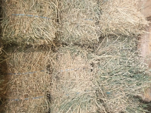 Baloți de lucernă  - imagine 5