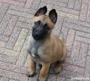 Ciobanesc Belgian Malinois - Femela, carnet de sanatate