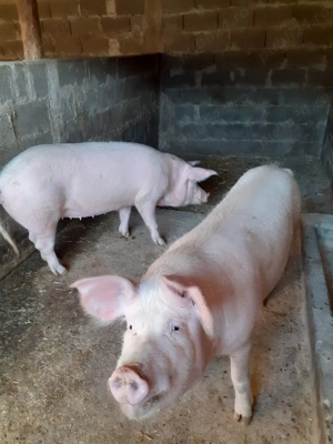 Vand arvonesc porci pt Craciun