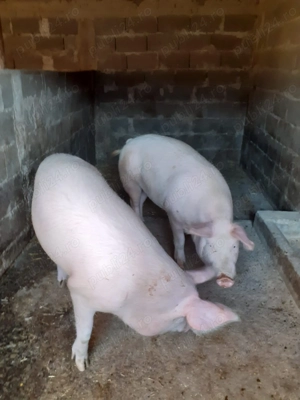 Vand arvonesc porci pt Craciun - imagine 2