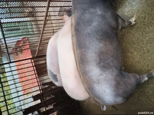 vând 3 porci  - imagine 4