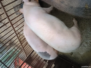 vând 3 porci  - imagine 2