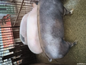 vând 3 porci 